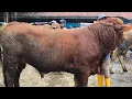 Download Lagu 18 juta !! Limousin Kriwul Klewat Qurban !! Gak Laku Bakule Pusing !! Pasar Sapi Tuban