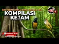 Download Lagu Kompilasi Masteran Mewah Cucak Jenggot Mesin Jahit vs Cucak Cungkok Kunti Sambung Greja Necret