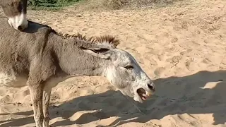 حمار الحيوانات يستمتع بالغابه Donkey Animalenjoy Jungle Gaming تزاوج الحيوانات 
