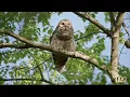 Download Lagu 8KHD Barred Owl Classic Hooting | Barred Owl | Original Sound | Nature Sound | Wildlife Documentary
