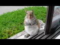 Download Lagu I broke the rule for this baby squirrel