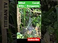 Download Lagu Mikat Cucak Wilis | Rengganis