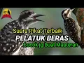 Download Lagu Suara Pikat PELATUK BERAS Terampuh, Masteran Terbaik buat Kicau Juara