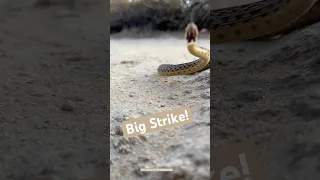 Gopher Snake pretending it is a rattlesnake. It struck at me at least three times.  #snake #snakes￼
