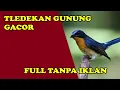 Download Lagu Masteran Tledekan Gunung Gacor | Full tanpa iklan