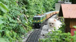 Puppy vs Mini Train 😱 So Cute You’ve Never Seen Before