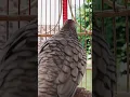 Download Lagu Burung tekukur lokal punya suara topcer yang jernih untuk umpan yang langsung bereaksi #shorts