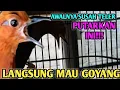 Download Lagu Terapi Anis merah biar mau bunyi gacor dan teler 