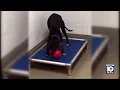 Broward Animal Care says three dogs at risk of being put down