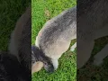 Help my dogs are stuck together what to do when your mating dogs get tied together part 1