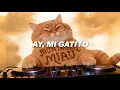 Ay mi gatito miau miau  - MONTAGEM MIAU lyrics ( Letra)  #catlovers #trending #funny