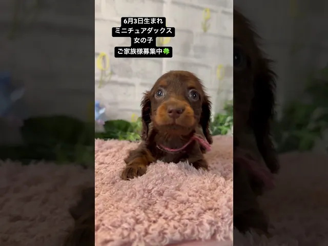 動画
