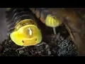 I Got RUBBER DUCKY Isopods