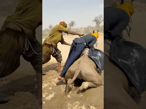 وسط صحراءٍ قاحلة… زوجان يتبادلان الضحكات أثناء نقل الماء على ظهر الجمل