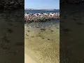 School Of Baitfish In A Tide Pool Destin Florida Along 30A