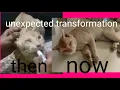 Download Lagu Unexpected transformation of our cat (mau)