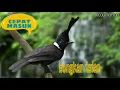 Download Lagu MASTERAN CILILIN BERJEDA LIMA DETIK PASTI LEBIH CEPAT MASUK UNTUK MURAI BATU