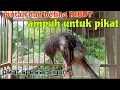 Download Lagu Suara pikat cigun ciblek gunung ribut tarung birahi 