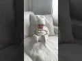 Download Lagu 😂😂 Funny babies of TikTok #833#shorts #HilariousBabies