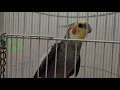 Download Lagu Amazing Falk   Burung Falk Ngekek Ini Sambil Bernyanyi