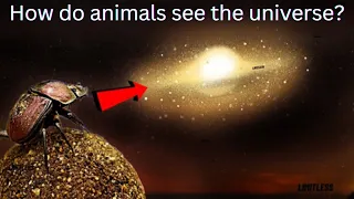 Download How Do Animals See The Universe MP3