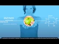 Cellular Respiration Glycolysis Krebs cycle Electron Transport 3D Animation YouTube 720p