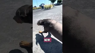 #fypシ #Fyp #Dream #doberman #pets