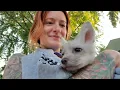 Introducing each fox at SAVEAFOX
