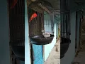 Download Lagu Suara Burung Mantenan Gunung untuk Masteran