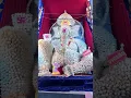 Download Lagu Miracle idol of Lord Ganesha made from conch shells 35 feet high #shortsvideo