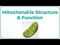 Mitochondria Structure and Function Animation USMLE Step 1 Physiology