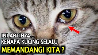 Download Kenapa Kucing Sering Menatap Kita  Ini Alasannya Menurut Islam MP3