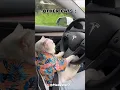 My Cat Drives – Others Just Meow #cat #kitten #fun #funny #pets #animals #funnyvideo #usa