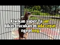 Download Lagu SUARA TRUCUKAN MUDA BELAJAR ROPEL ngeriwik kasar || pancingan trucukan muda