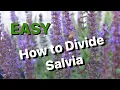 Download Lagu How to Split or Divide Salvia