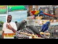 The Largest Parrot Store In The USA Bringing Home My African Greys from Todd Marcus Birds Exotic