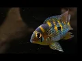 Yellow Acara Spawning