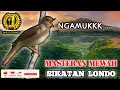 Download Lagu SIKATAN LONDO - Masteran Terbaik Murai Batu Nightingale .....