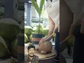 Download Lagu Mengupas Batok Kelapa Menggunakan Obeng #gardening #fruit #coconut #shorts