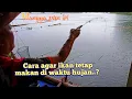 Sambaran ikan saat hujan bikin gereget,  bikin tetangga sebelah pada nonton #mancingcirataterbaru