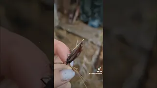 Nature Winner Butterfly Insects Ukraine бабочка метелик насекомые комахиукраїна зима 