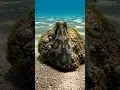 Download Lagu Seemingly just a rock underwater until the faint movement of an octopus reveals itself #octopus