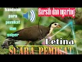 Download Lagu suara pikat ruak ruak betina mp3 yang banyak di cari para pemikat dan sniper