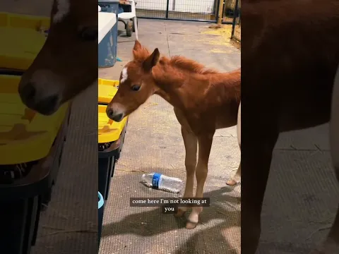 Throwback! Baby Mini Horse George Is Absolutely Adorable
