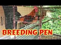 Breeding Pens Breeding Pen for Gamefowl Breeding Pen for Chicken Kulungan ng Manok
