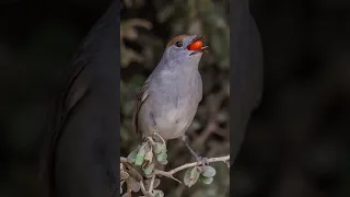 صوت عصفور التين 