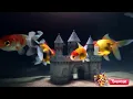 Little Goldfish Song | Kids Song About Swimming Fish | Preschool Nursery Rhyme | Magic Kid Tunes