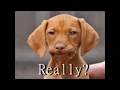 Baa Dog Gifs With Barking Effect Baa