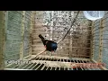 Download Lagu burung mantenan/sepah kecil sang pemilik bulu indah dan super jinak...