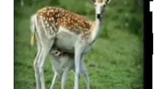 اجمل قصة   بين سيدنا محمد ولغزله تحفه بجد   أيمن هريدي دندنها